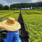 Startup quer reflorestar 1 milhão de hectares na Mata Atlântica e na Amazônia