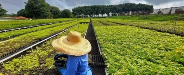 Startup quer reflorestar 1 milhão de hectares na Mata Atlântica e na Amazônia