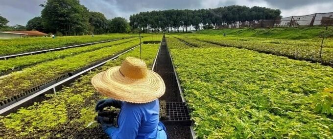 Startup quer reflorestar 1 milhão de hectares na Mata Atlântica e na Amazônia
