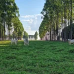 integração lavoura pecuária floresta