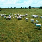 Escritórios Verdes auxiliam fazendas na regularização e retorno ao mercado formal