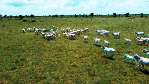 Escritórios Verdes auxiliam fazendas na regularização e retorno ao mercado formal