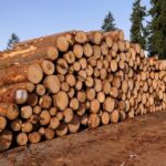 mandeira-bruta-exportação