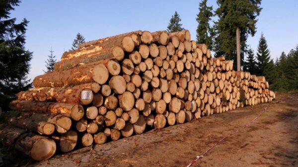 mandeira-bruta-exportação