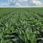 Inadimplência no agro atinge 8% no segundo trimestre