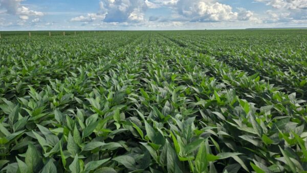 Inadimplência no agro atinge 8% no segundo trimestre