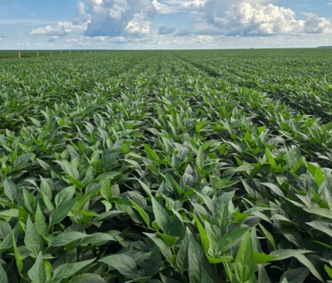 Inadimplência no agro atinge 8% no segundo trimestre