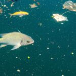 Peixe, poluição, microplásticos