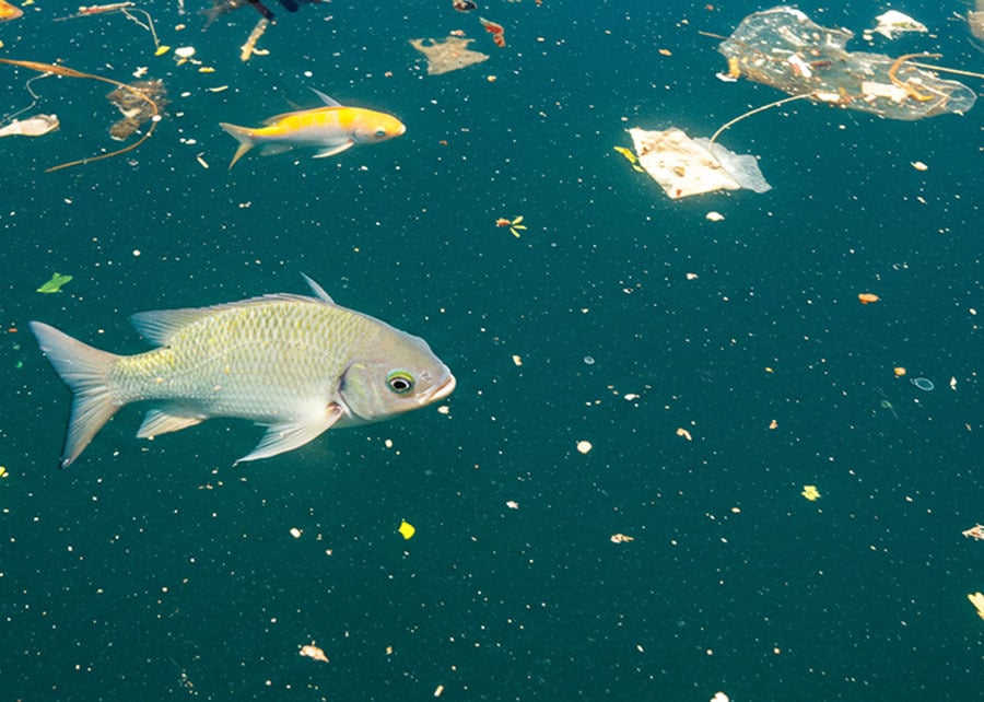 Peixe, poluição, microplásticos