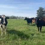 Produção de leite pode reduzir em até 70% o uso de água com boas práticas e manejo eficiente