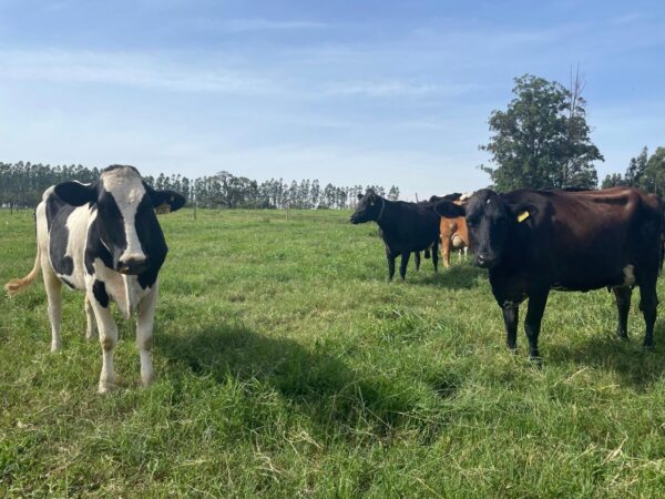 Produção de leite pode reduzir em até 70% o uso de água com boas práticas e manejo eficiente