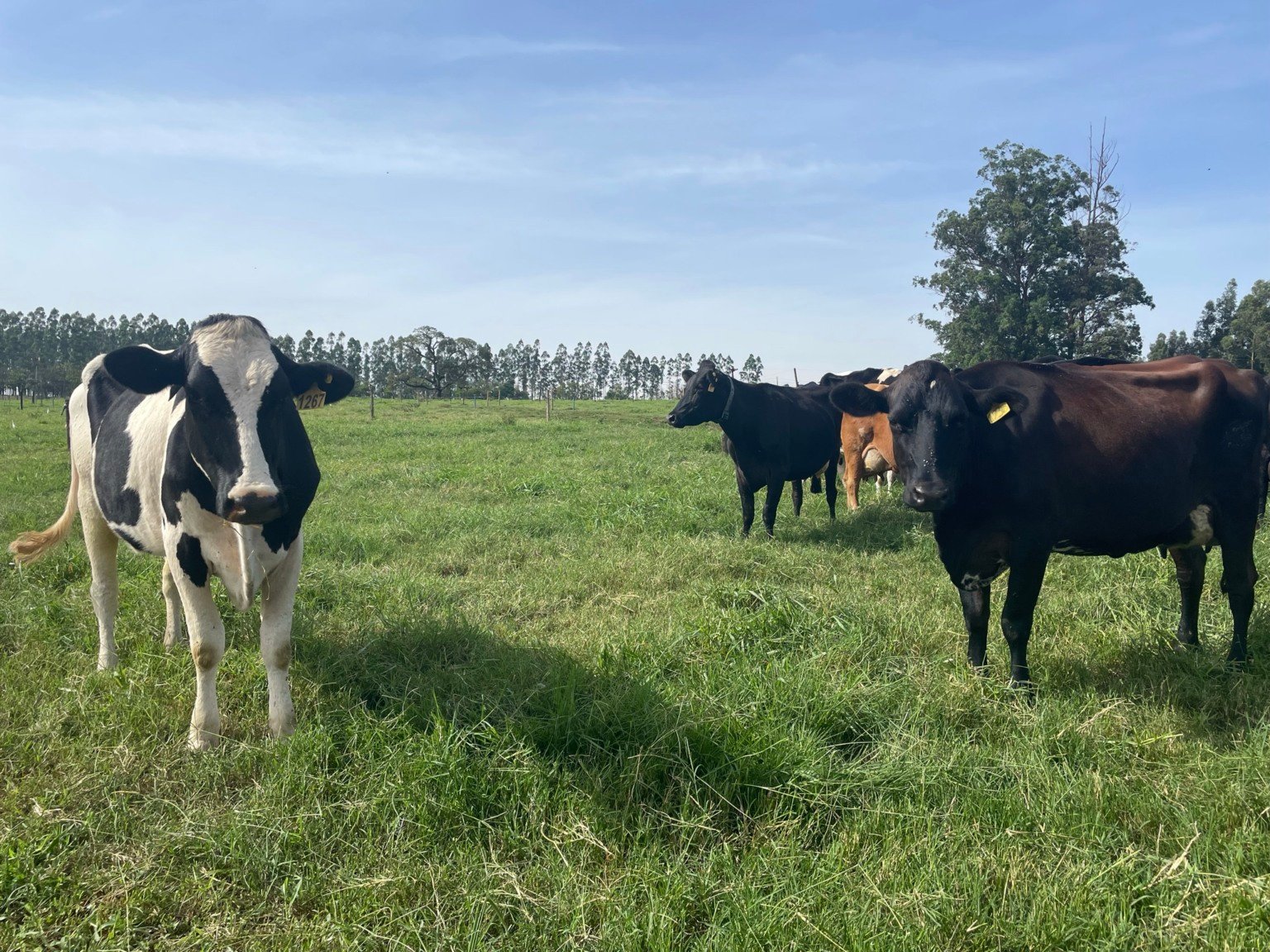 Produção de leite pode reduzir em até 70% o uso de água com boas práticas e manejo eficiente