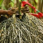 açaí - frutos tropicais