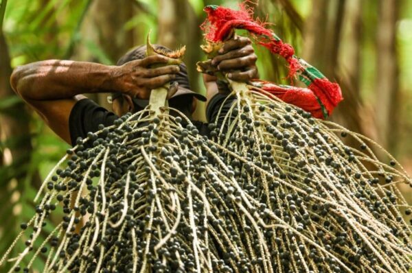 açaí - frutos tropicais