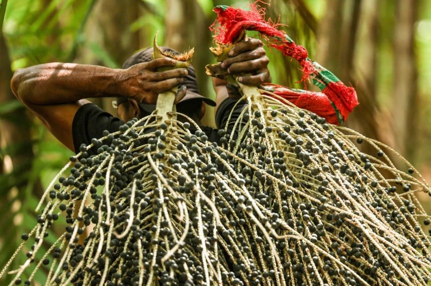 açaí - frutos tropicais