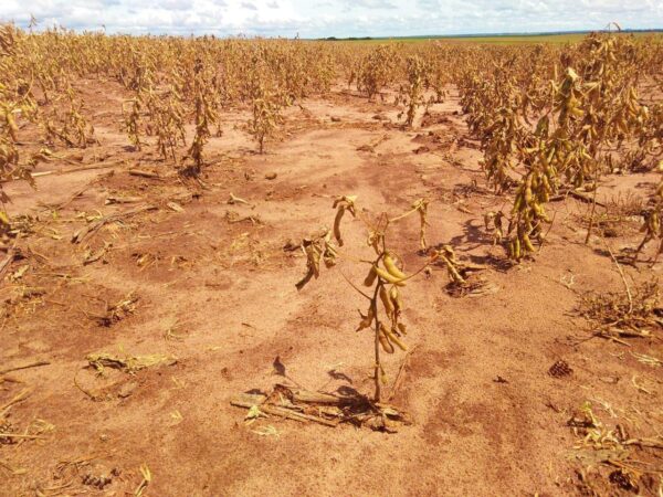 lavoura de soja seca sem chuva, seguro rural