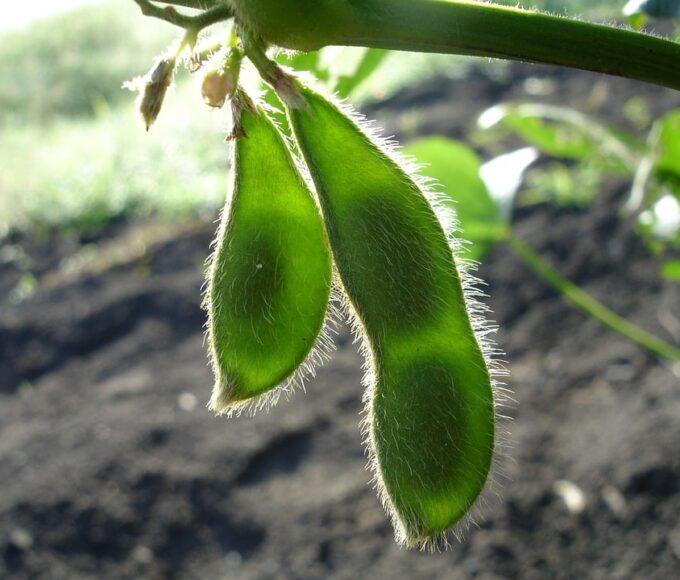 soja verde na lavoura, aprosoja