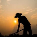 Renda na agropecuária sobe 6,5% no trimestre, aponta IBGE