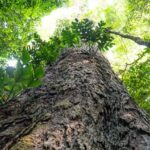 Suíça anuncia doação de R$ 33 milhões para Fundo Amazônia