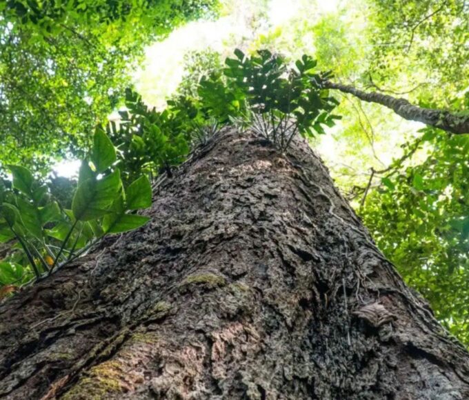 Suíça anuncia doação de R$ 33 milhões para Fundo Amazônia