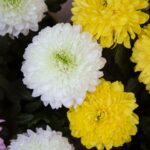 Vendas de flores devem crescer 7% no Dia de Finados deste ano