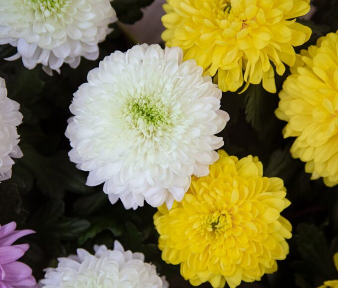 Vendas de flores devem crescer 7% no Dia de Finados deste ano