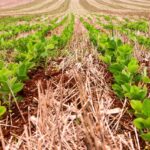 soja, recuperação judicial