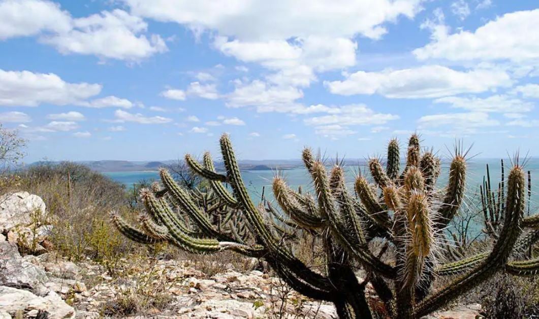 caatinga