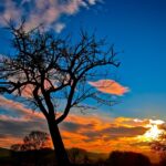 Plano Clima; floresta