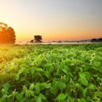 Brasil consolida liderança global em bioinsumos e mira expansão acelerada até 2035