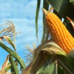 mais milho especial maracaju ms foto canal rural mato grosso