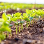 Como o bom manejo do solo garante produtividade e sustentabilidade da soja