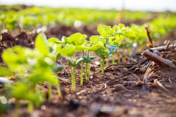 Como o bom manejo do solo garante produtividade e sustentabilidade da soja