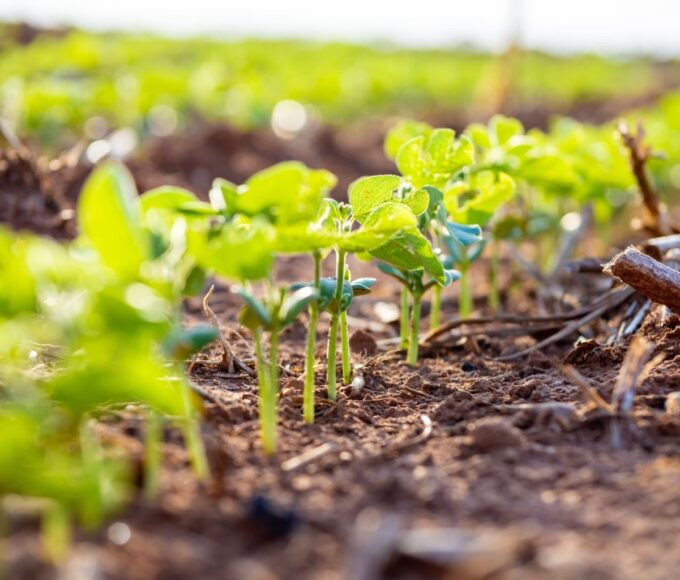 Como o bom manejo do solo garante produtividade e sustentabilidade da soja