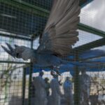 Criadouro contesta risco às ararinhas-azuis e questiona laudo de circovírus em 11 aves