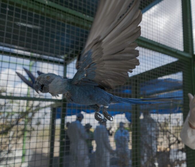 Criadouro contesta risco às ararinhas-azuis e questiona laudo de circovírus em 11 aves