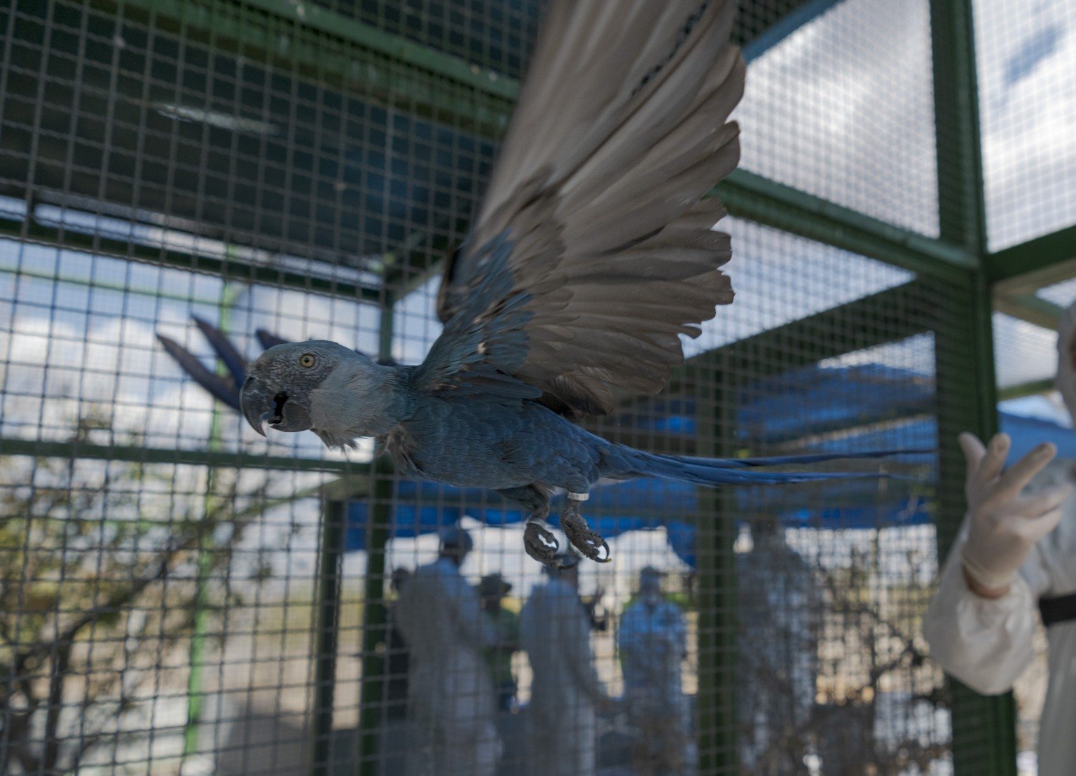 Criadouro contesta risco às ararinhas-azuis e questiona laudo de circovírus em 11 aves