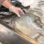 Peixes; Semana Santa