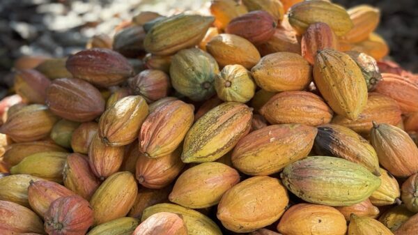 Mercado global de cacau deve ter superávit em 2025/26, aponta análise