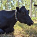Novos protocolos da Embrapa estabelecem práticas de baixo carbono na pecuária de leite