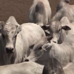 Mosca-dos-chifres: setembro é o mês chave para o controle e o lucro do gado. Veja