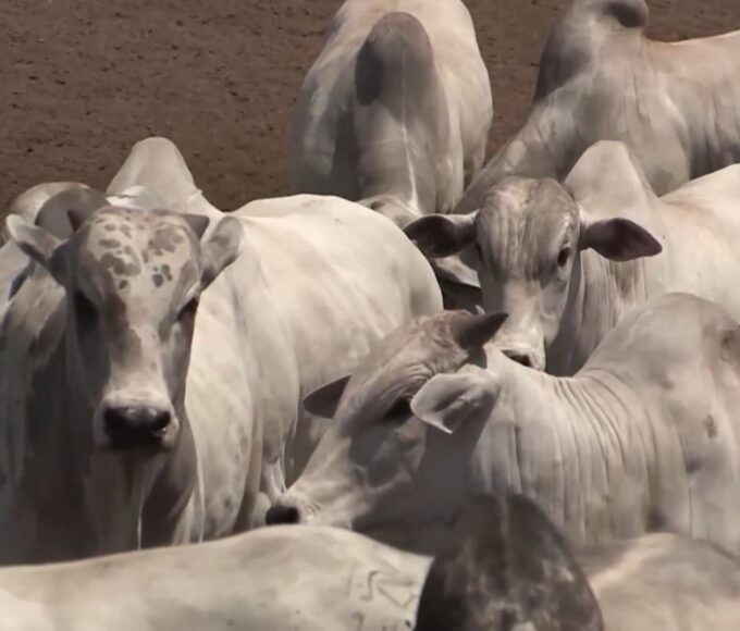 Mosca-dos-chifres: setembro é o mês chave para o controle e o lucro do gado. Veja