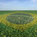 lavoura com bandeira do brasil agricultura