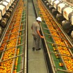 Laranja Indústria, Fundecitrus