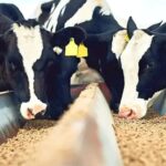 Mais leite: o guia de nutrição para vacas produzirem mais de 25 litros diários