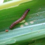Lagarta-do-cartucho é uma das piores pragas agrícolas