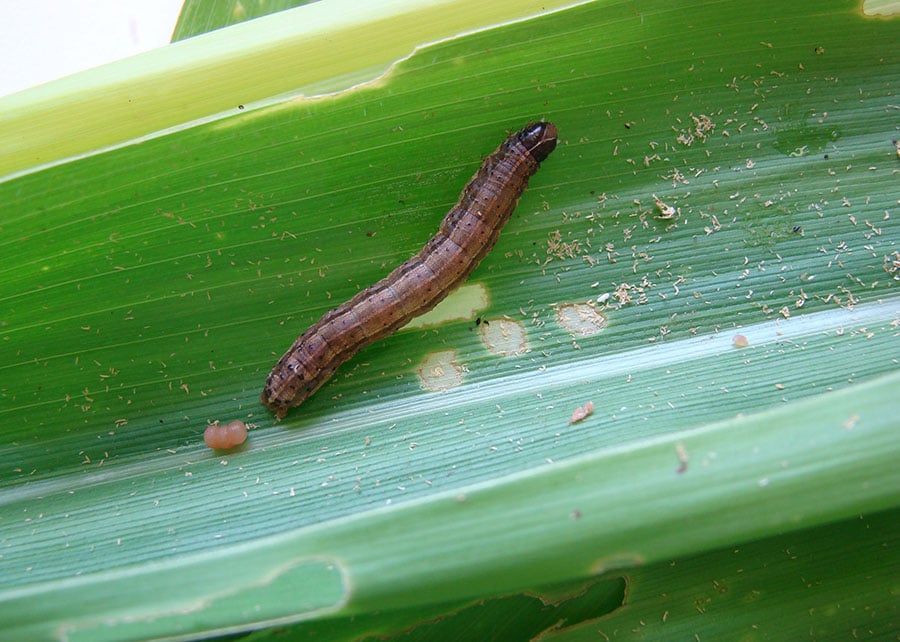 Lagarta-do-cartucho é uma das piores pragas agrícolas