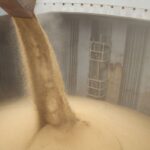 grãos, agricultores