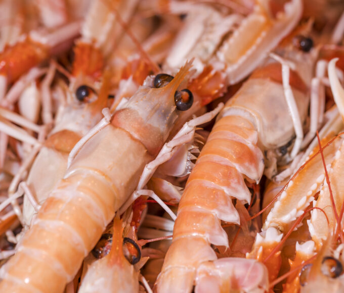 camarão-rosa