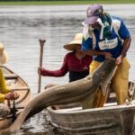 Pirarucu; pesca